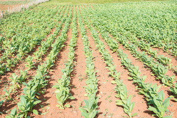 plantaciones de tabaco en el valle de viñales cuba