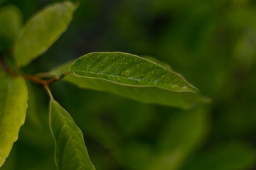 Fototapeta Roślinność po deszczu obraz