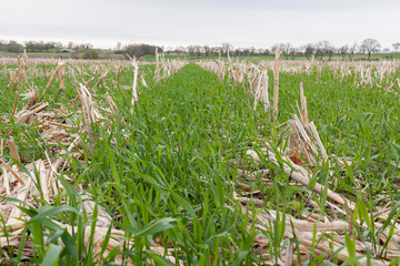 Nearly ground level shot looking down a row of corn stalks with a cover crop of rye and clover with...