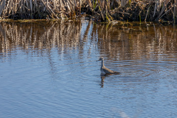 The lesser yellowlegs (Tringa flavipes) in natural conservation area.