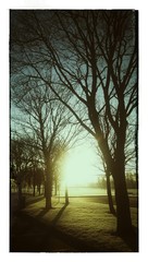 Bare Trees In Park At Sunset