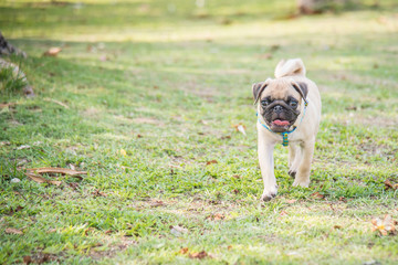 Funny pug dog playing on grass.