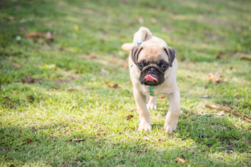 Funny pug dog playing on grass.