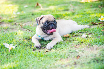 Funny pug dog playing on grass.