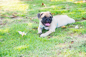 Funny pug dog playing on grass.