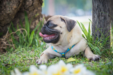 Funny pug dog playing on grass.