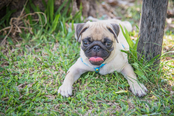 Funny pug dog playing on grass.