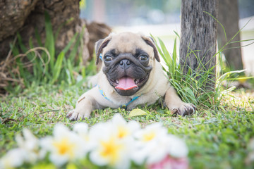 Funny pug dog playing on grass.