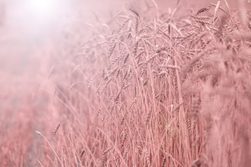 ears of wheat on summer meadow at sunny day