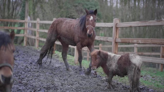 Horses and a pony in practice arena in slow motion. Horse runs to the camera.