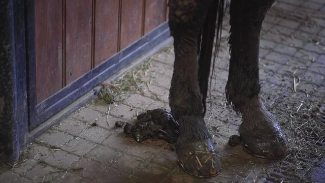 Fresh poop on the ground next to horse hooves in horse stable. Close.