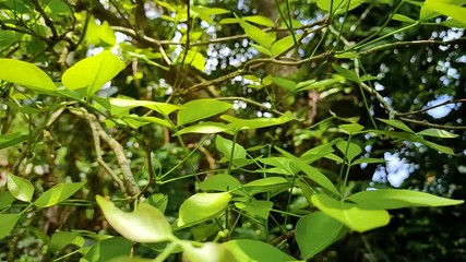 Aegle marmelos L., commonly known as bael is a species of tree native to the Indian subcontinent and Southeast Asia.