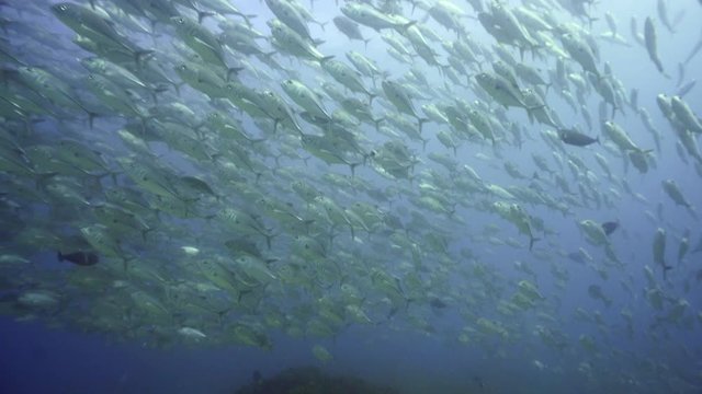 School of Jack fish