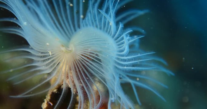 tubeworm fanworm underwater open tentacles to get food and nitrution underwater ocean scenery