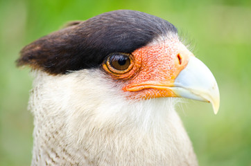 crested caracara