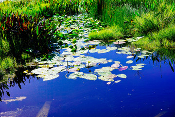 Hillsborough river Lettuce park at Tampa, Florida	
