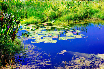 Beautiful blue lake or pond in a Florida community