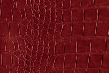 Red alligator or reptile skin of high quality and high resolution. Texture and background of...