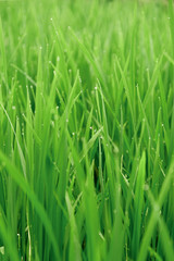 Fototapeta na wymiar Close up green field, Rice Field in Bali, Indonesia. Background pattern fresh green grass with water drops.