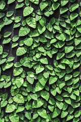 Close-Up of Natural Green Leaves Wall: Ornamental Patterns for Background Design