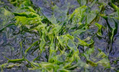 green moss on the ground
