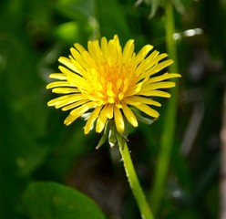 yellow dandelion flower