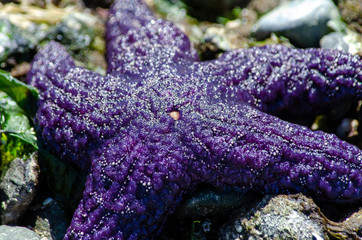 starfish on a coral reef