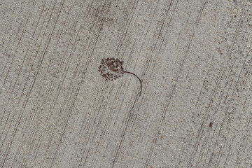 The imprint of a flower falling from a tree on a concrete path on a sunny spring evening.