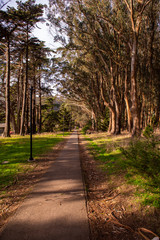 Fototapeta na wymiar Walking path lined up with trees in Presidio park, San Francisco
