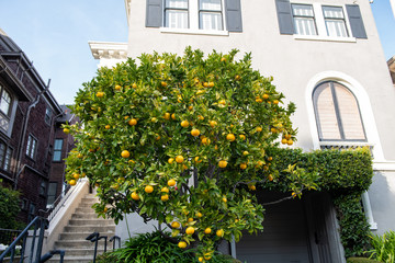 Orange tree grows next to a house, San Francisco, California