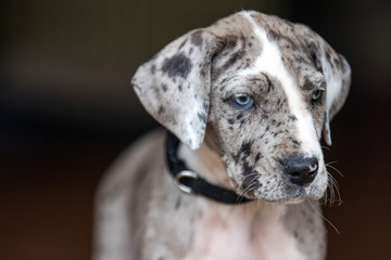 Gray Great Dane Puppy Dog