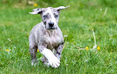 Gray Great Dane Puppy Dog