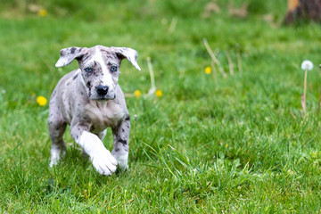 Gray Great Dane Puppy Dog
