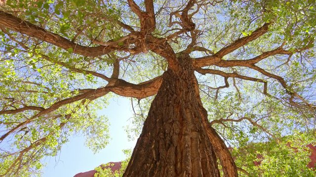 Looking up at might tall cottonwood tree circling around in the Utah desert on sunny day.