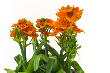 Sun star or star of Bethlehem (Ornithogalum dubium) flowering plant. Beautiful exotic flowers close...