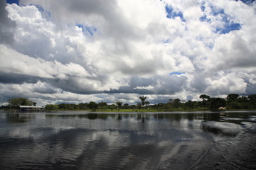 landscape of Cattles eating grass under palm trees in Amazon jungle river in Brazil 