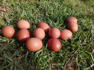 easter eggs in a grass