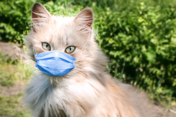 Cat in a medical mask on nature. Fluffy pet in protection against coronavirus. Stock Photo about...