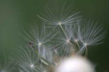 Macro Shot Of Dandelion Seeds