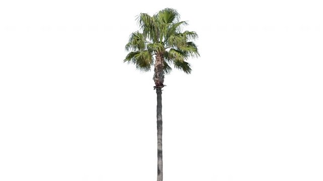 High quality 10bit 4K footage of palm tree on the wind isolated on white background.  Made from 14bit RAW