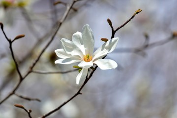 光を浴びて輝く満開のコブシの花