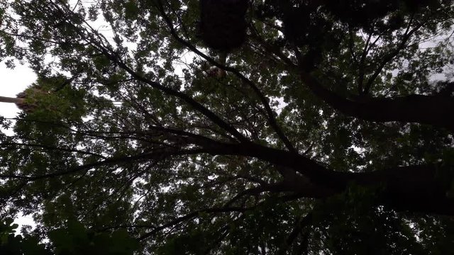 Follaje de &aacute;rboles, plano nadir y c&aacute;mara movi&eacute;ndose 360&deg;. Contraluz