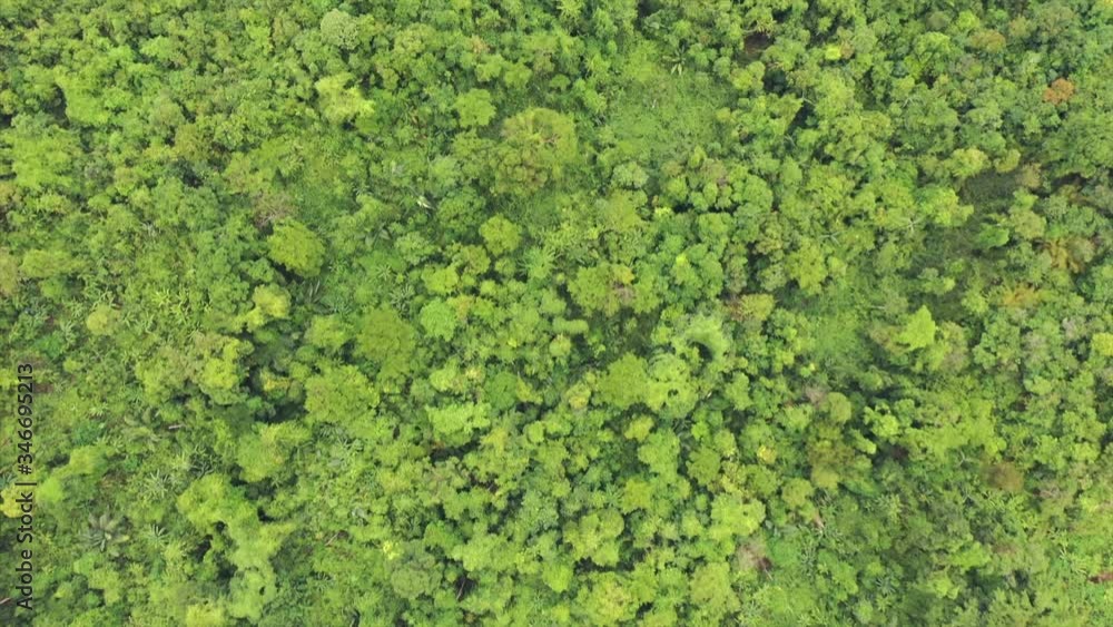 Canvas Prints Green forest jungle view from aerial drone 