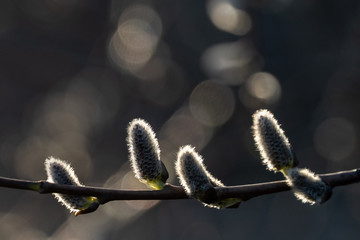Spring buds on a willow branch