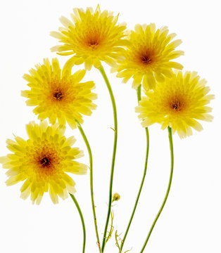 Five yellow desert dandelion heads and stem growing in a desert sand dune, arranged and photographed on a lightbox