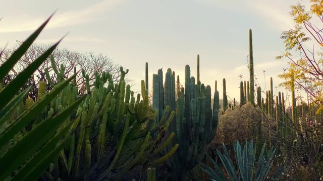 Beautiful botanical Cactus Garden full of unique species