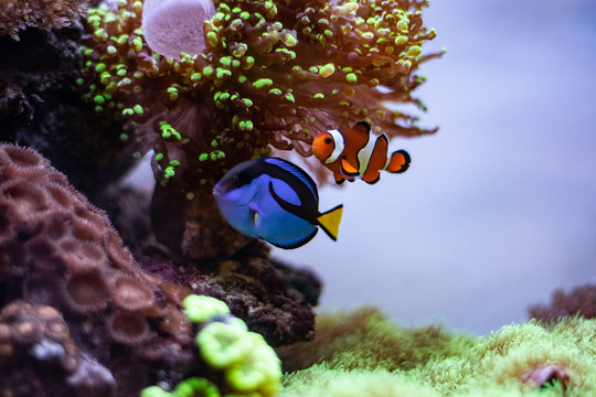 Nemo clownfish and Dori surgeon fish together in aquarium