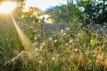 atardecer bello con rayos de sol iluminado el pasto crecido de un parque 