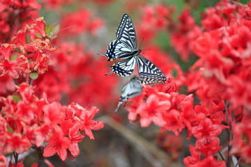 호랑나비가 보이는 아름다운 풍경