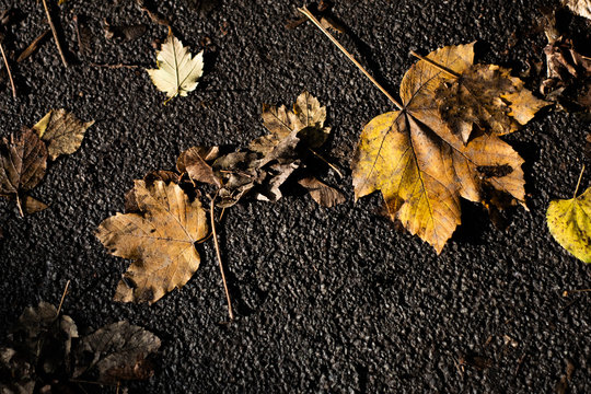 Dirty yellow maple leaves on asphalt. Autumn leaf fall. Decomposing leaves on the road